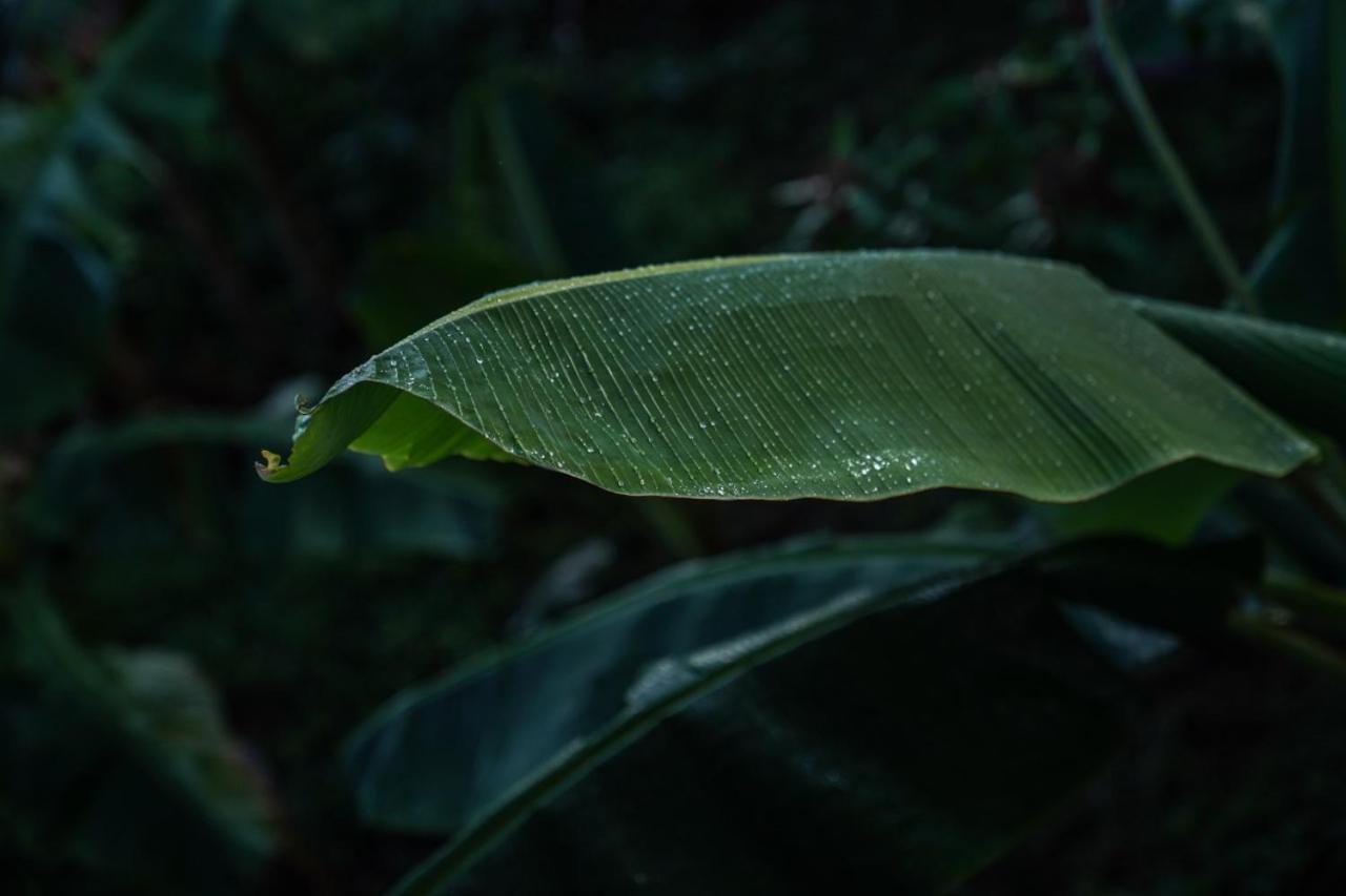 Samana Ecolodge El Limon Exteriér fotografie